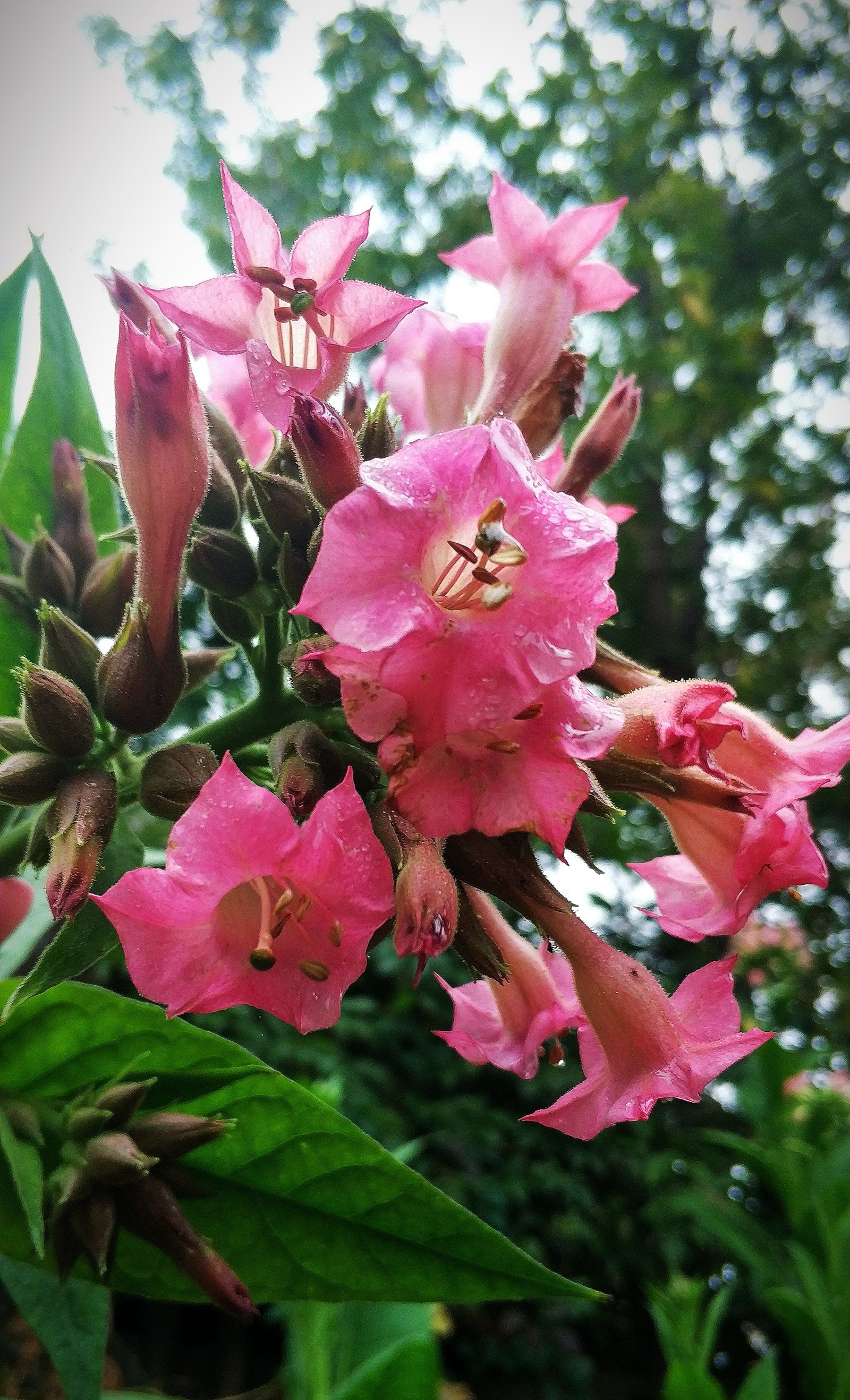 And my tobacco blossomed - My, Tobacco, Bloom, Flowers, Longpost