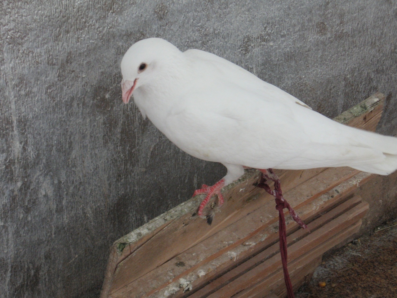 Dead wedding pigeons are found on the Tula embankment - Birds, Tula, Tulskaya Embankment, Ukrainian Insurgent Army, Biology, Animals, Wedding, Longpost