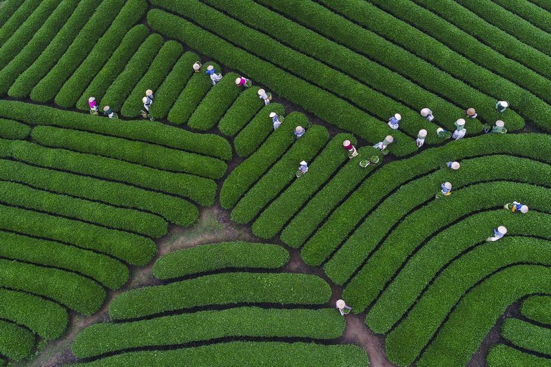 From a series of beautiful and unusual landscapes, Vietnam tea collection. - Landscape, 