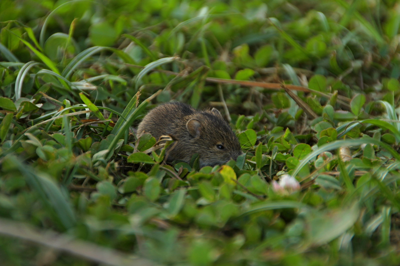 cat and mouse - My, The photo, Canon 7d, Animals, cat, Mouse, Village, Hunting, Vole