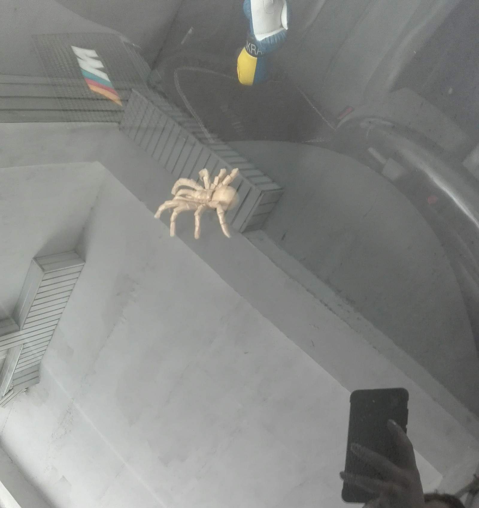 Fear of an arachnophobe - My, Arachnophobia, Life stories, Decor, Tree, Car, Spider, Longpost