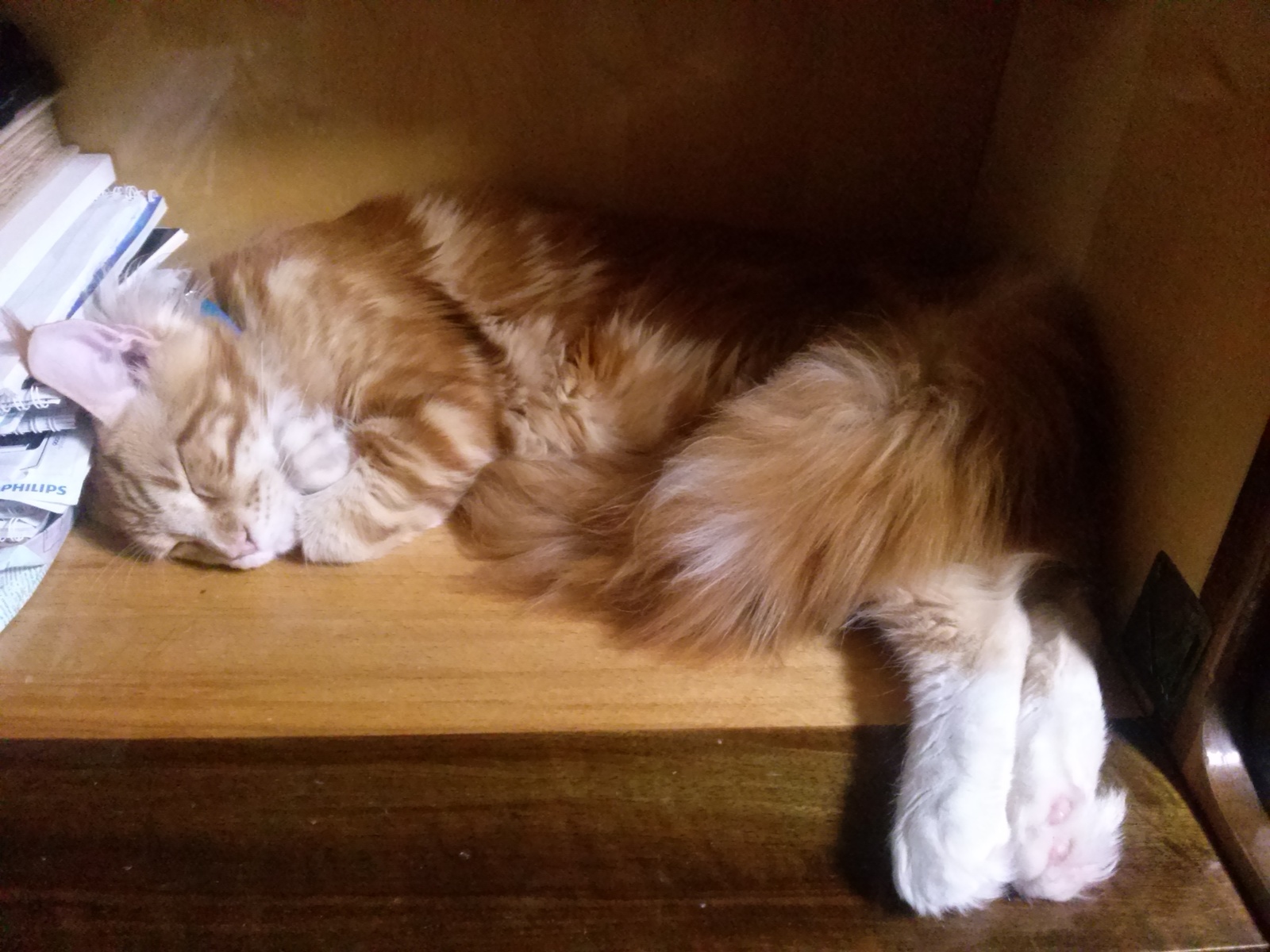 How does your cat sleep? - My, cat, Maine Coon