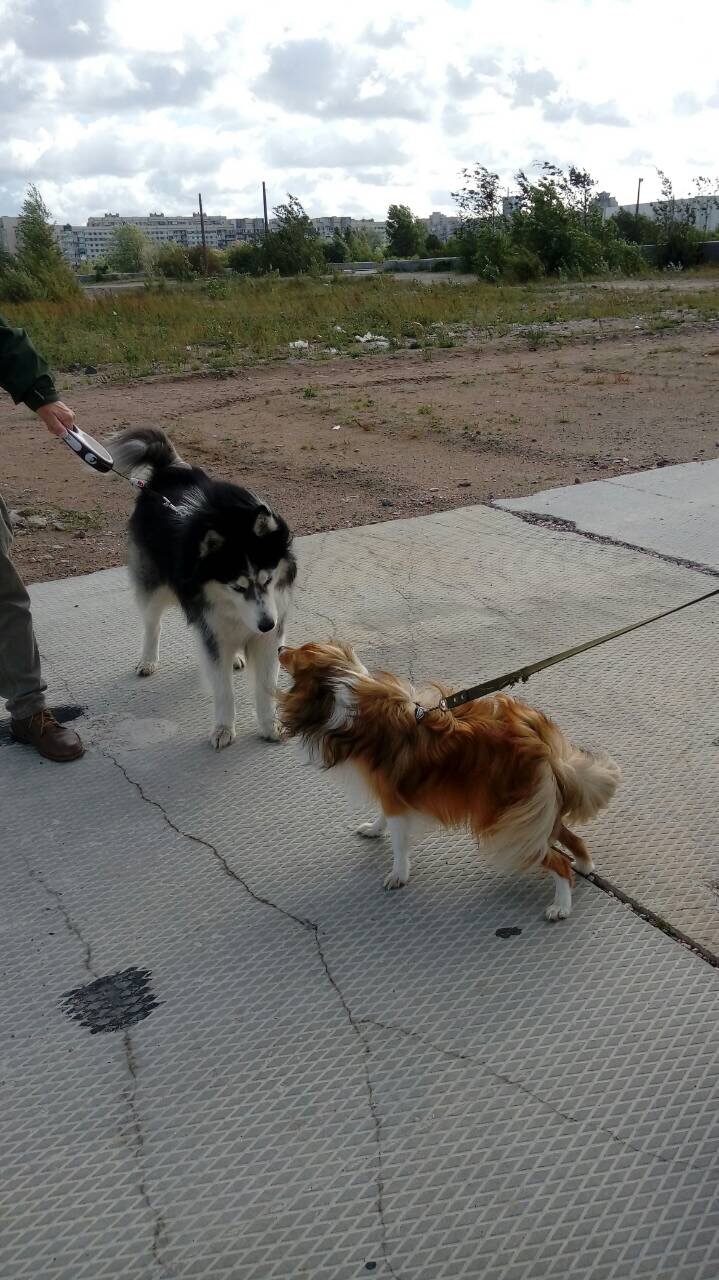 From the sheltyaki the day will become brighter) - , Sheltie, Dog, The photo, Video, Longpost