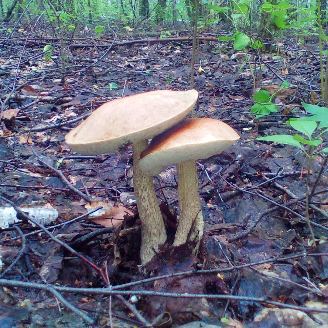 Mushrooms. - My, Mushrooms, The photo, Autumn, Forest