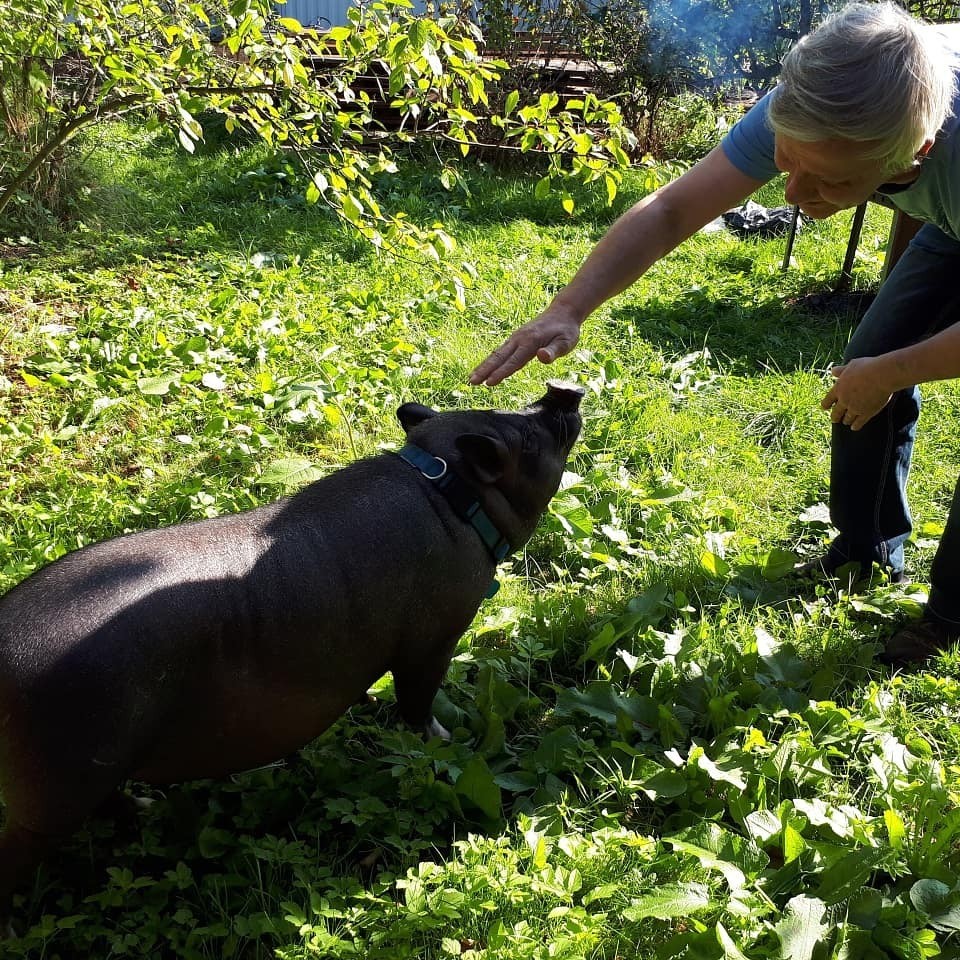 Old men, you are my old men, let me kiss you now... - My, Mini Pig, Piggy, Milota, Tenderness, Oink, Piggy, Pig, Khrundel, Longpost