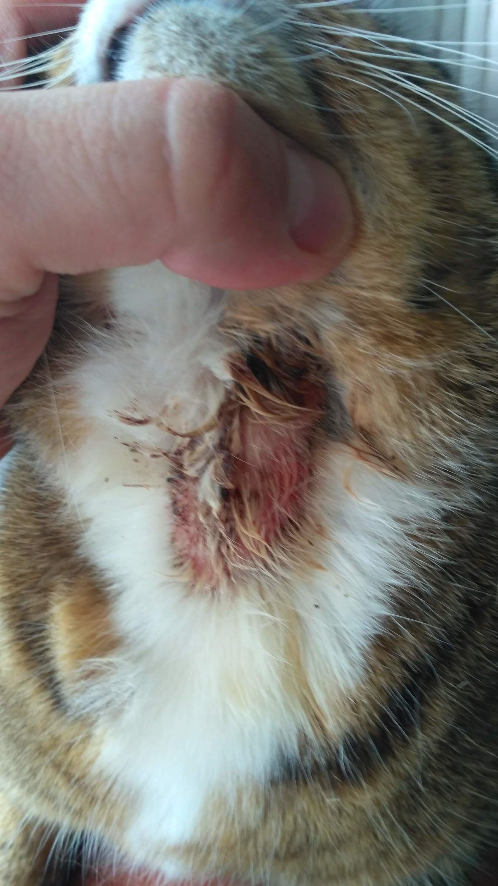 Cat lovers need help - My, cat, Help, Disease, Longpost