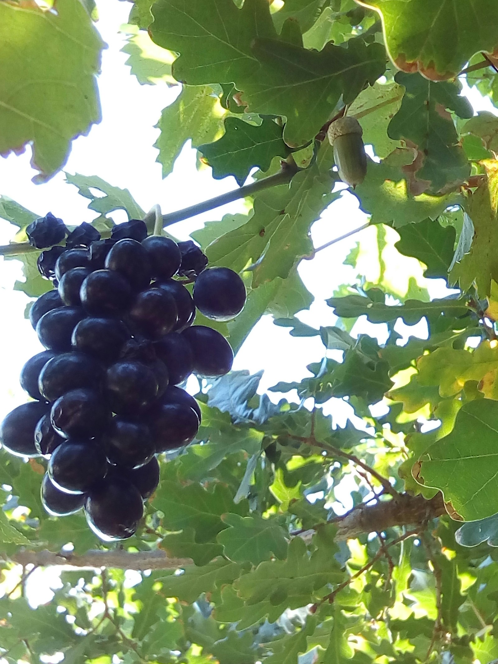 Дагестанский виноград
