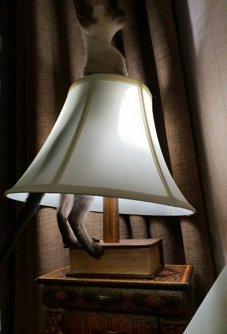 Another kotorshare. - cat, Лампа, Cat with lamp, From the network, In contact with