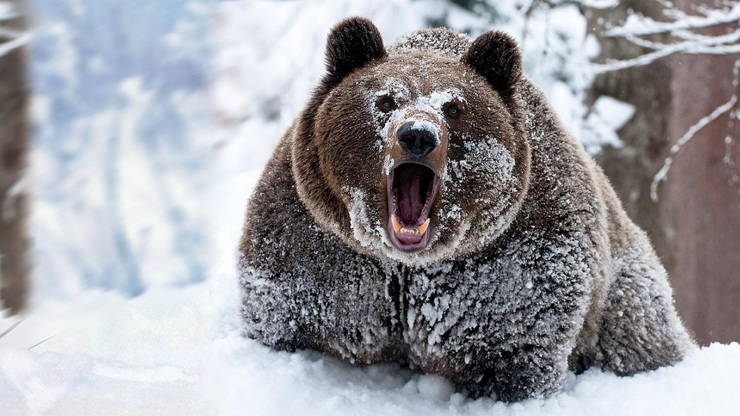 Встреча с медведем зимой | Пикабу