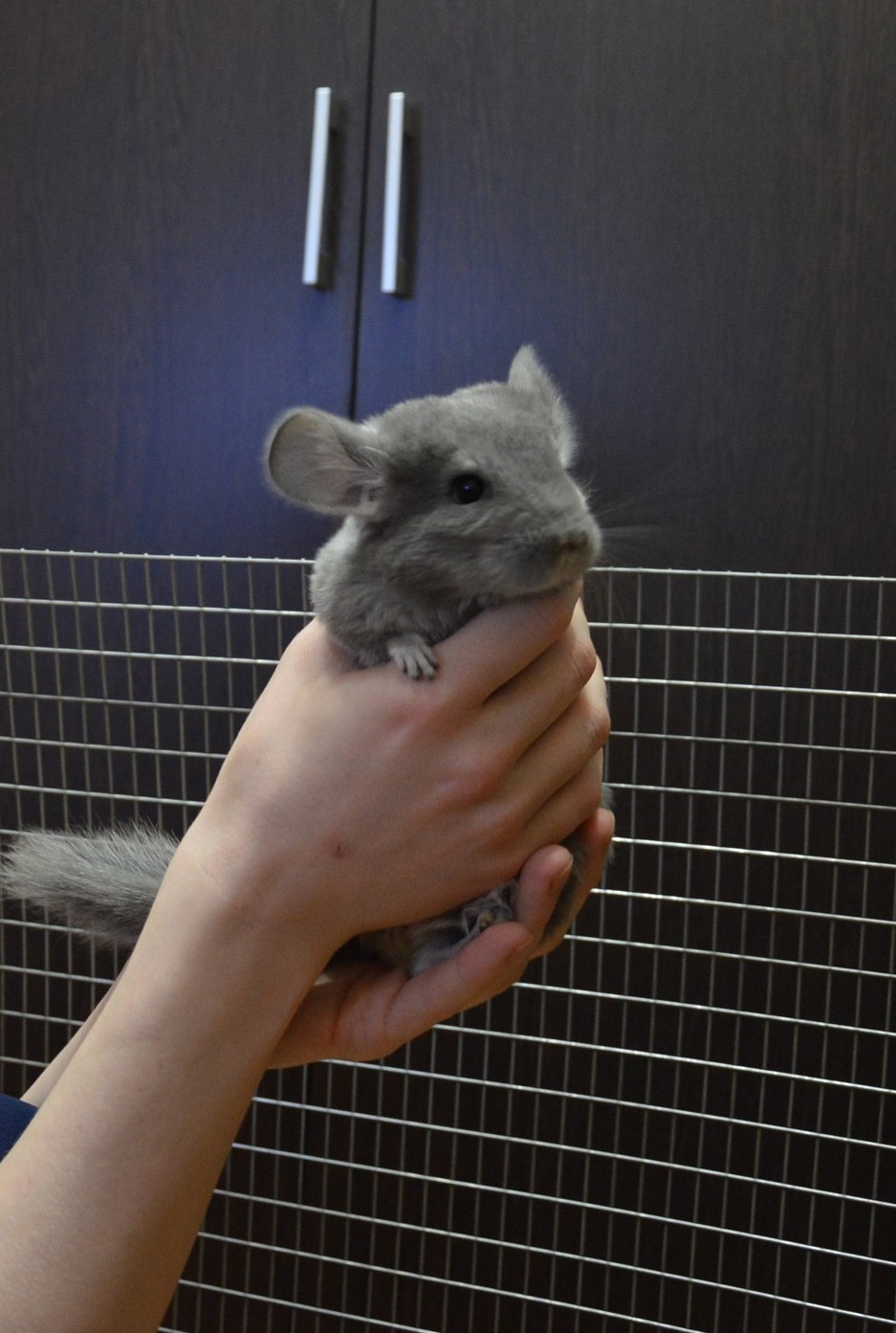 Chinchillas in good hands - No rating, Chinchilla, In good hands, Lyubertsy, Moscow, Pets, Longpost