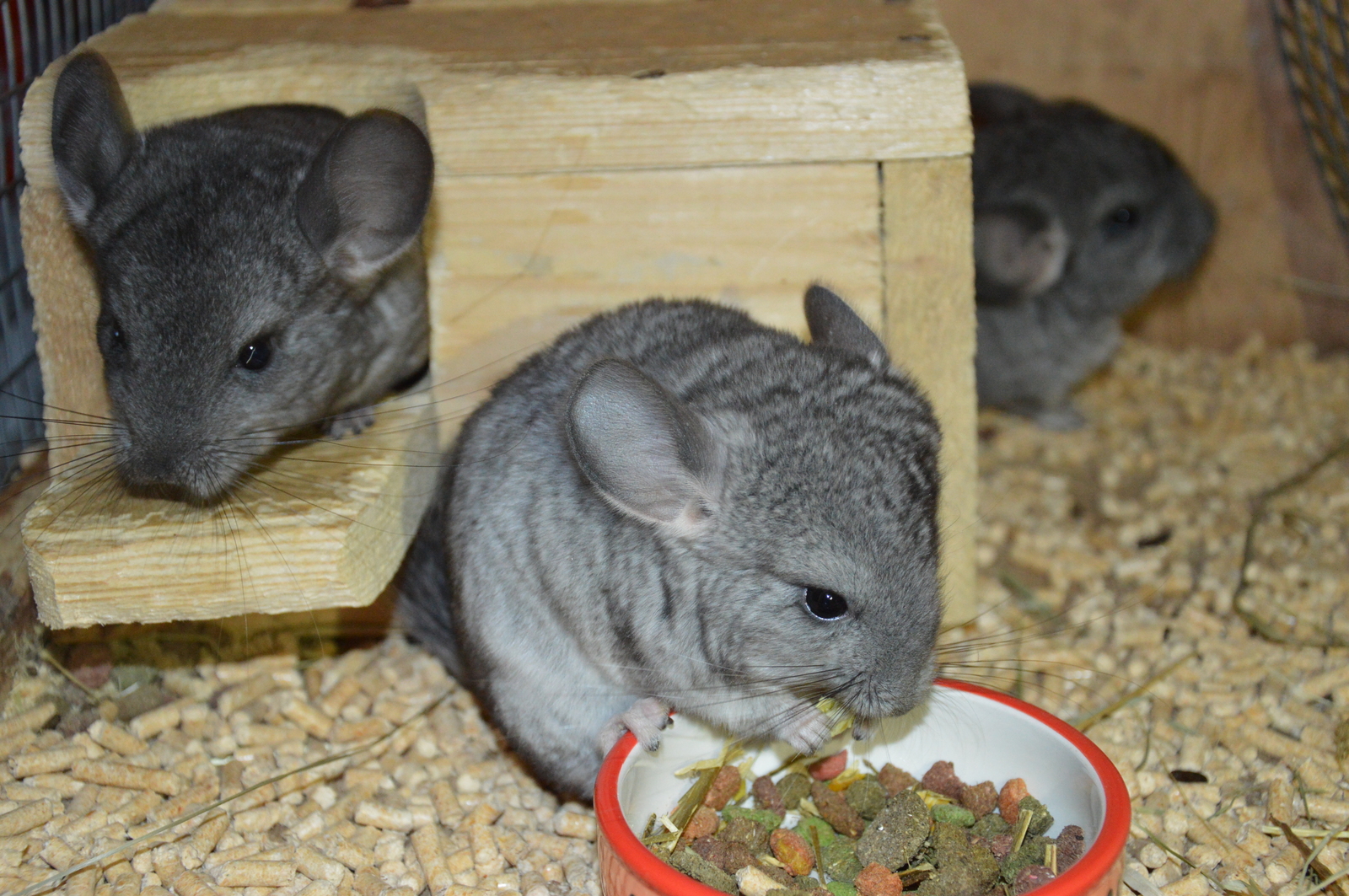 Chinchillas in good hands - No rating, Chinchilla, In good hands, Lyubertsy, Moscow, Pets, Longpost