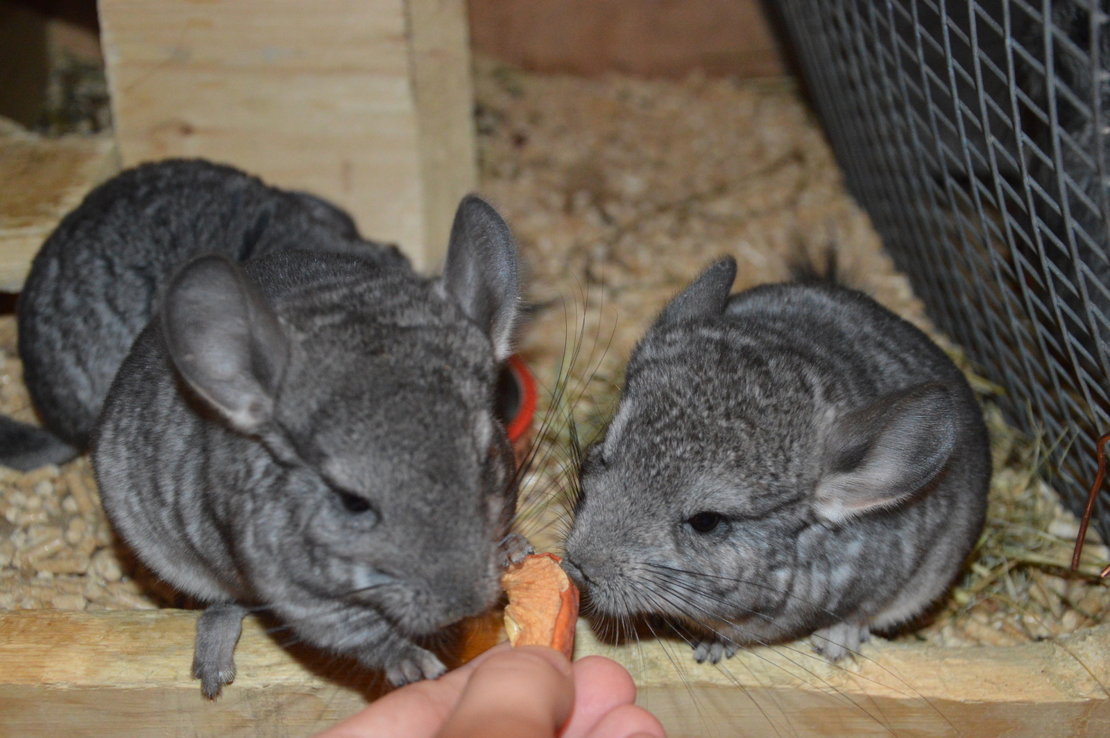 Chinchillas in good hands - No rating, Chinchilla, In good hands, Lyubertsy, Moscow, Pets, Longpost