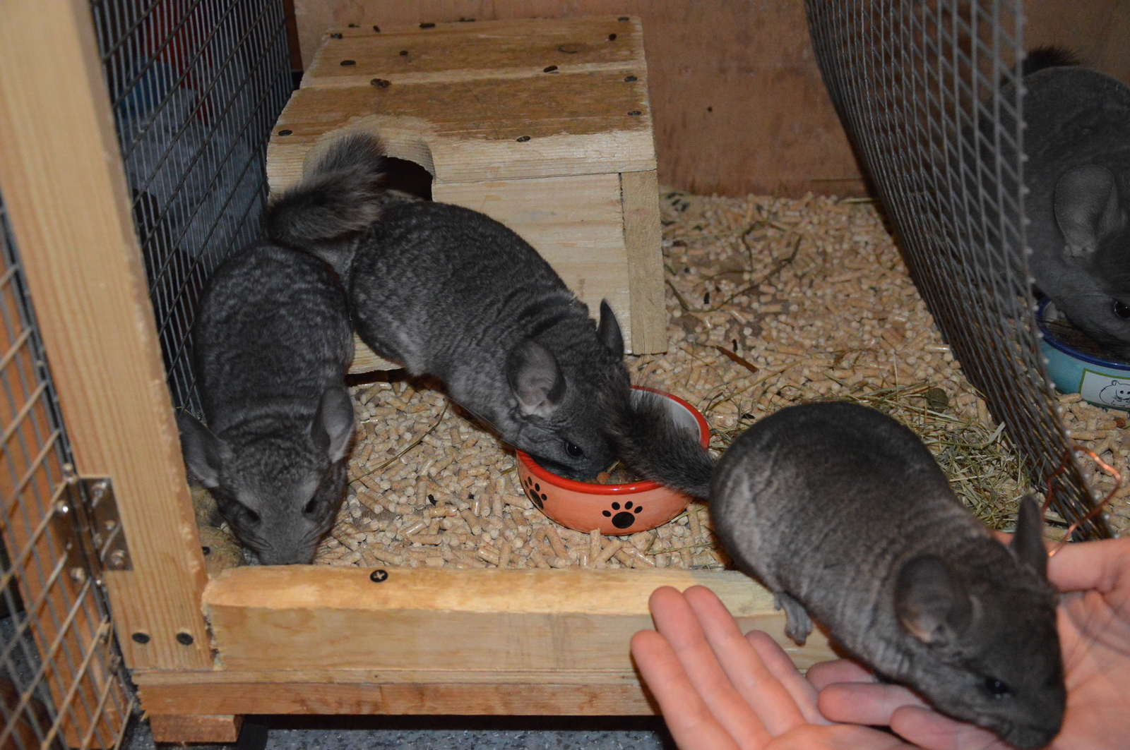 Chinchillas in good hands - No rating, Chinchilla, In good hands, Lyubertsy, Moscow, Pets, Longpost