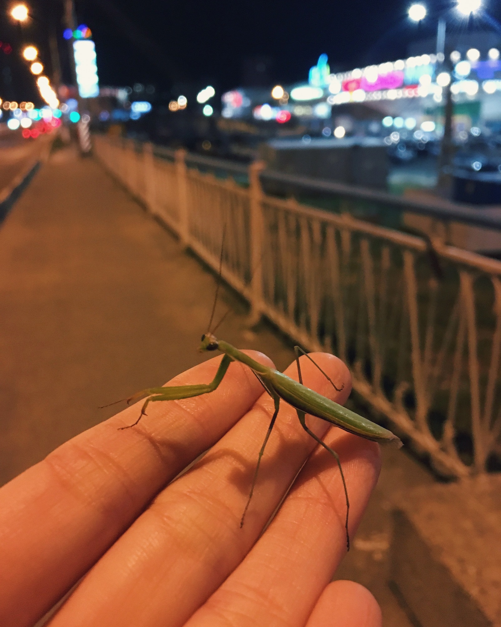 Mantis decided to make friends - My, Ulyanovsk, Mantis, Insects