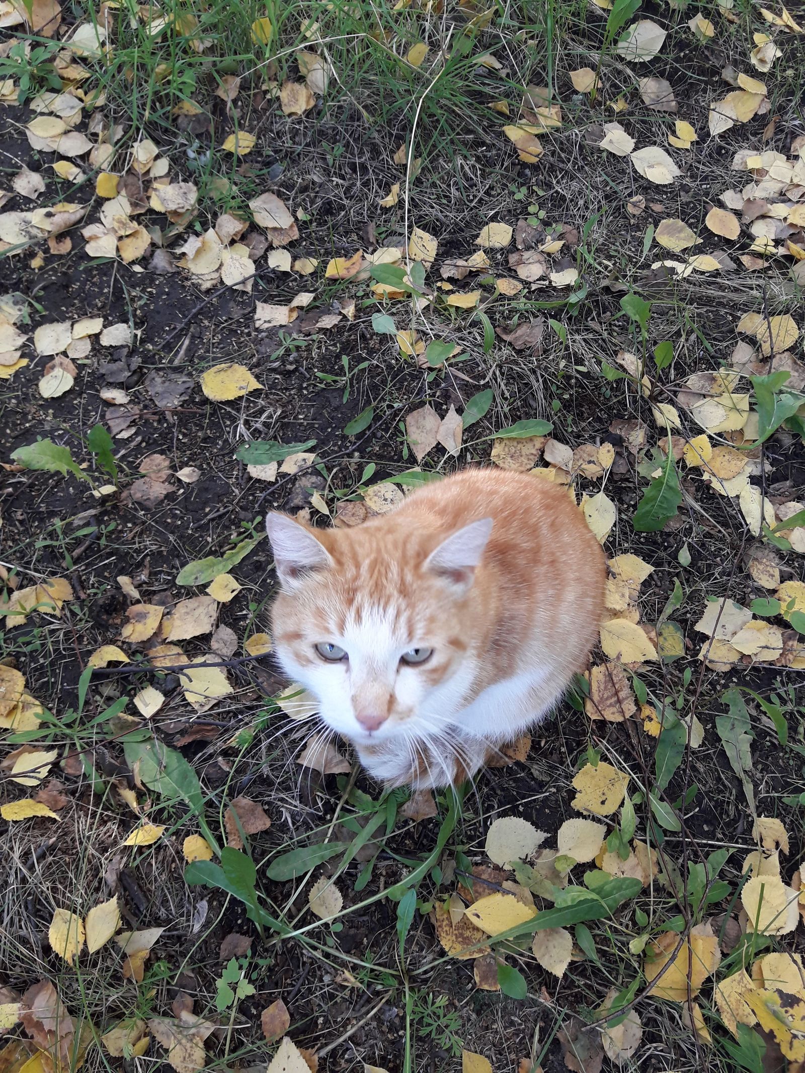 Basil cat. - My, Catomafia, The photo, cat, Autumn