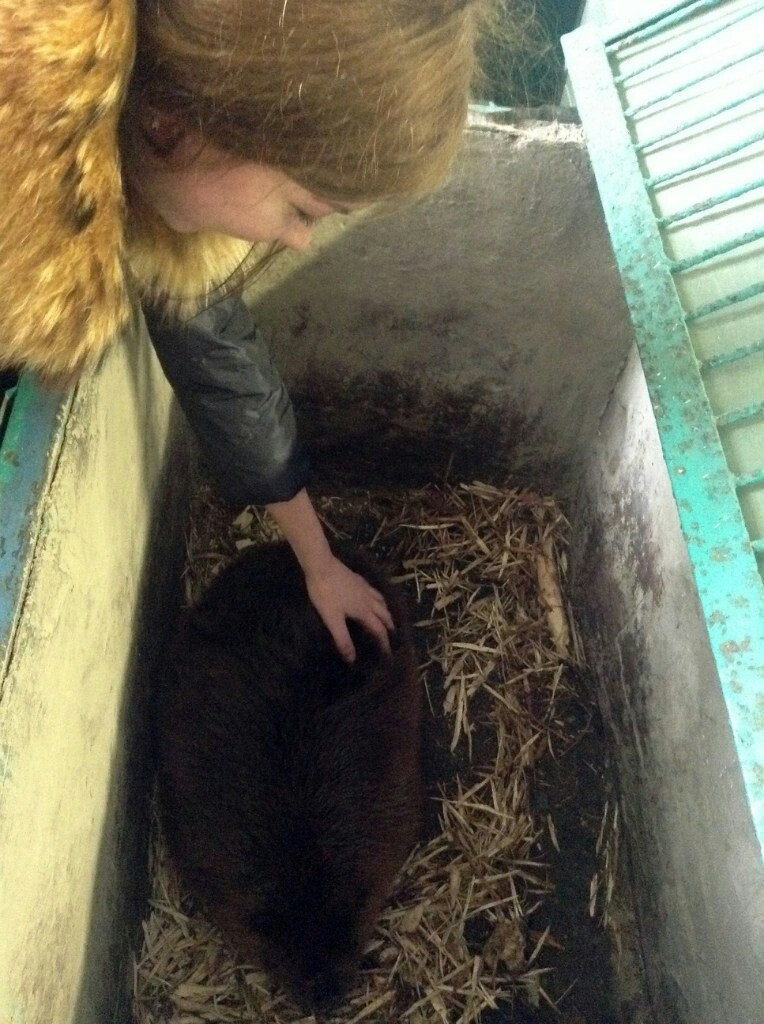 Have you touched a beaver yet? - My, Voronezh, Beavers, Longpost