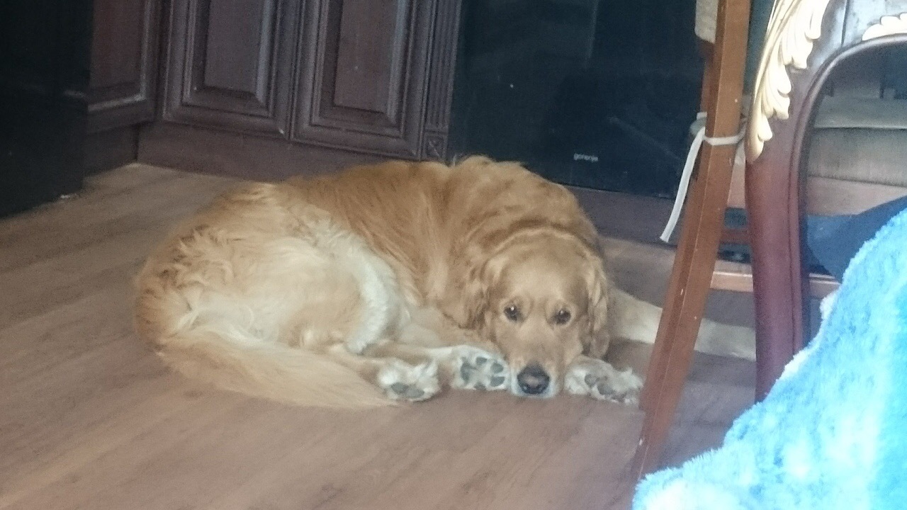 Help find the dog - My, The dog is missing, Shcherbinka, Retriever, Golden retriever, No rating, Dog, Moscow region, Help me find