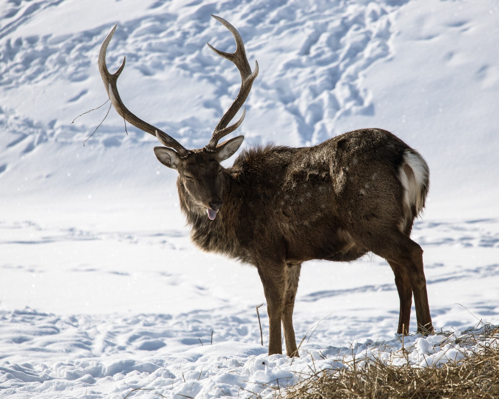 =Horns - My, The photo, Winter, Deer, Animals, Nature, Naturalist, Deer