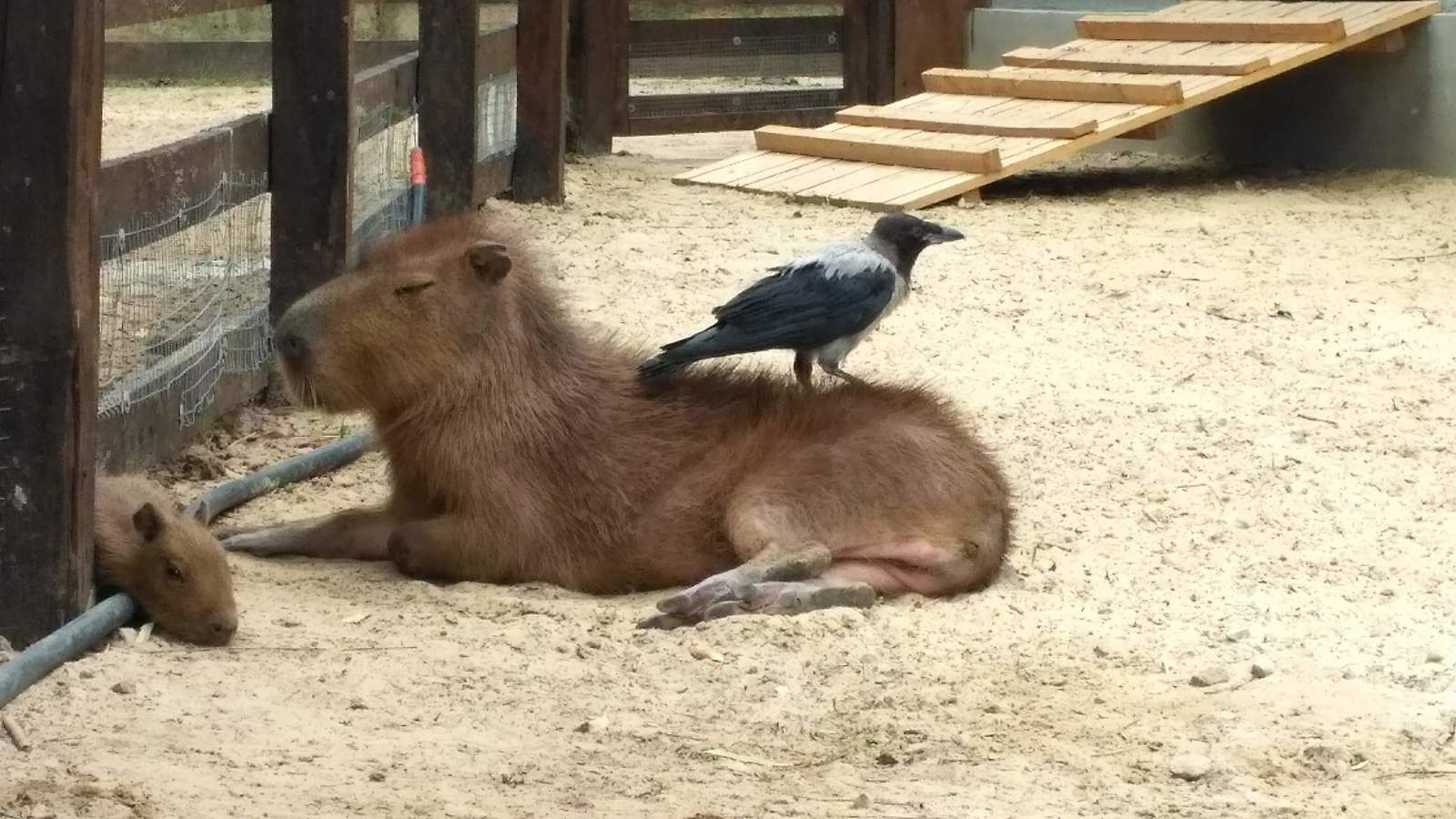 capybarism - My, Capybara, Animals, GIF, Longpost, Rodents