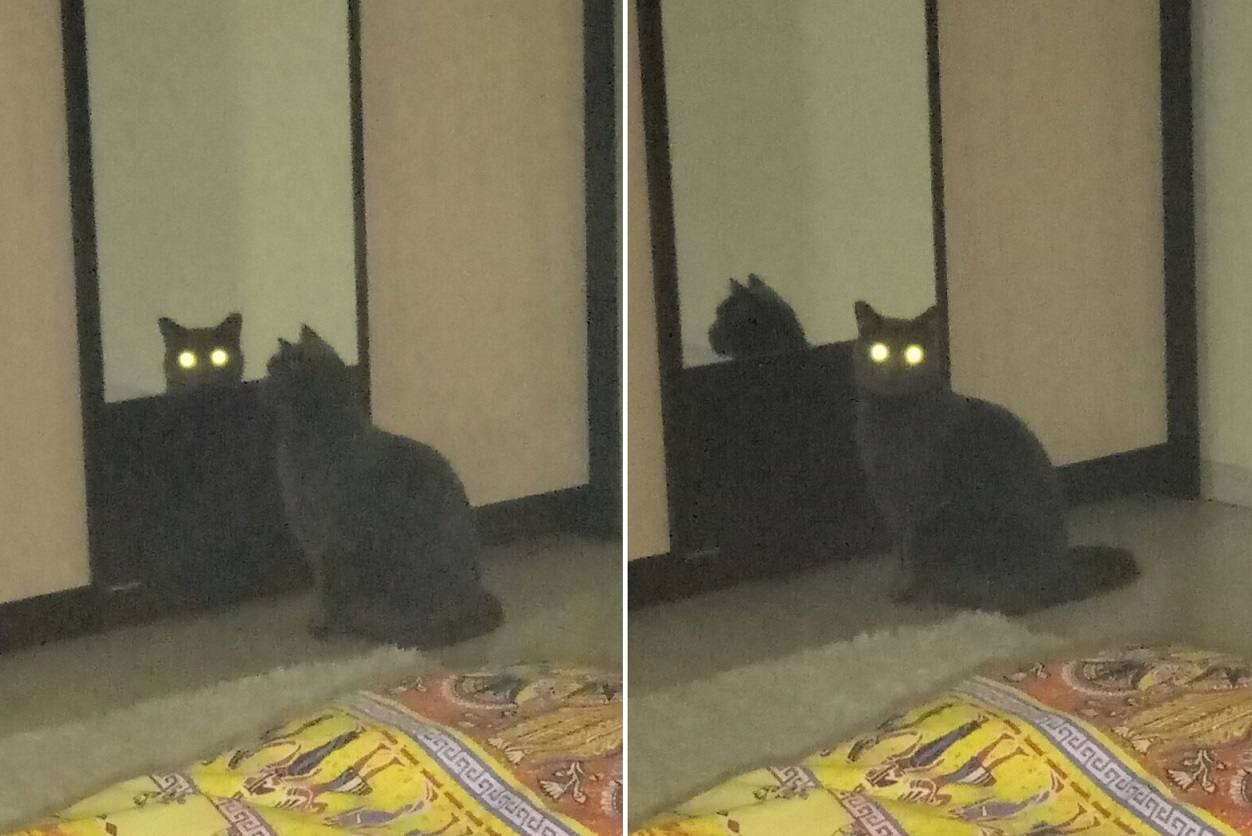 cat scares - My, cat, Mirror, Eyes, Hardened