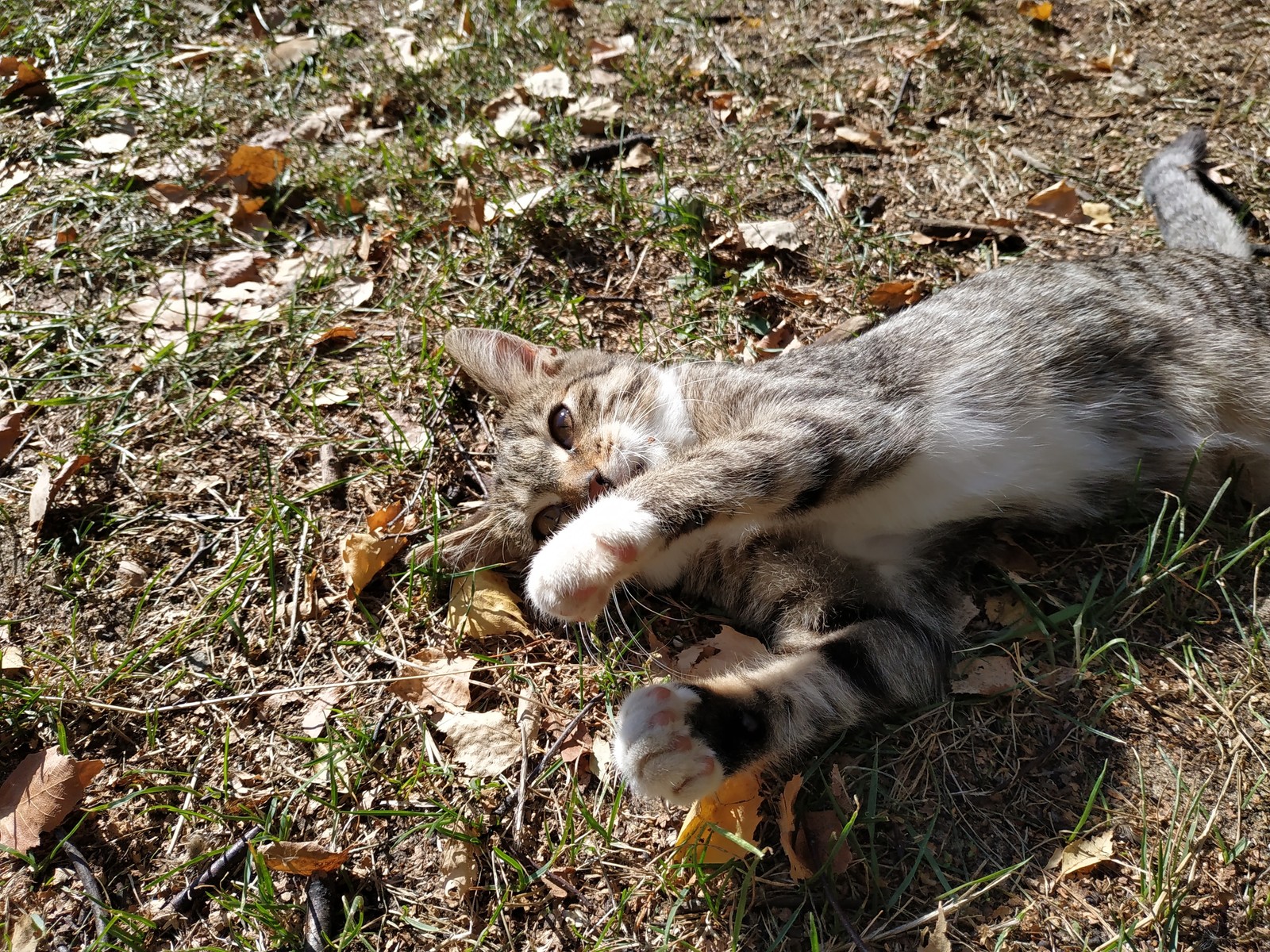 Autumn cat in your feed. - cat, Catomafia, Autumn, Paws, Longpost