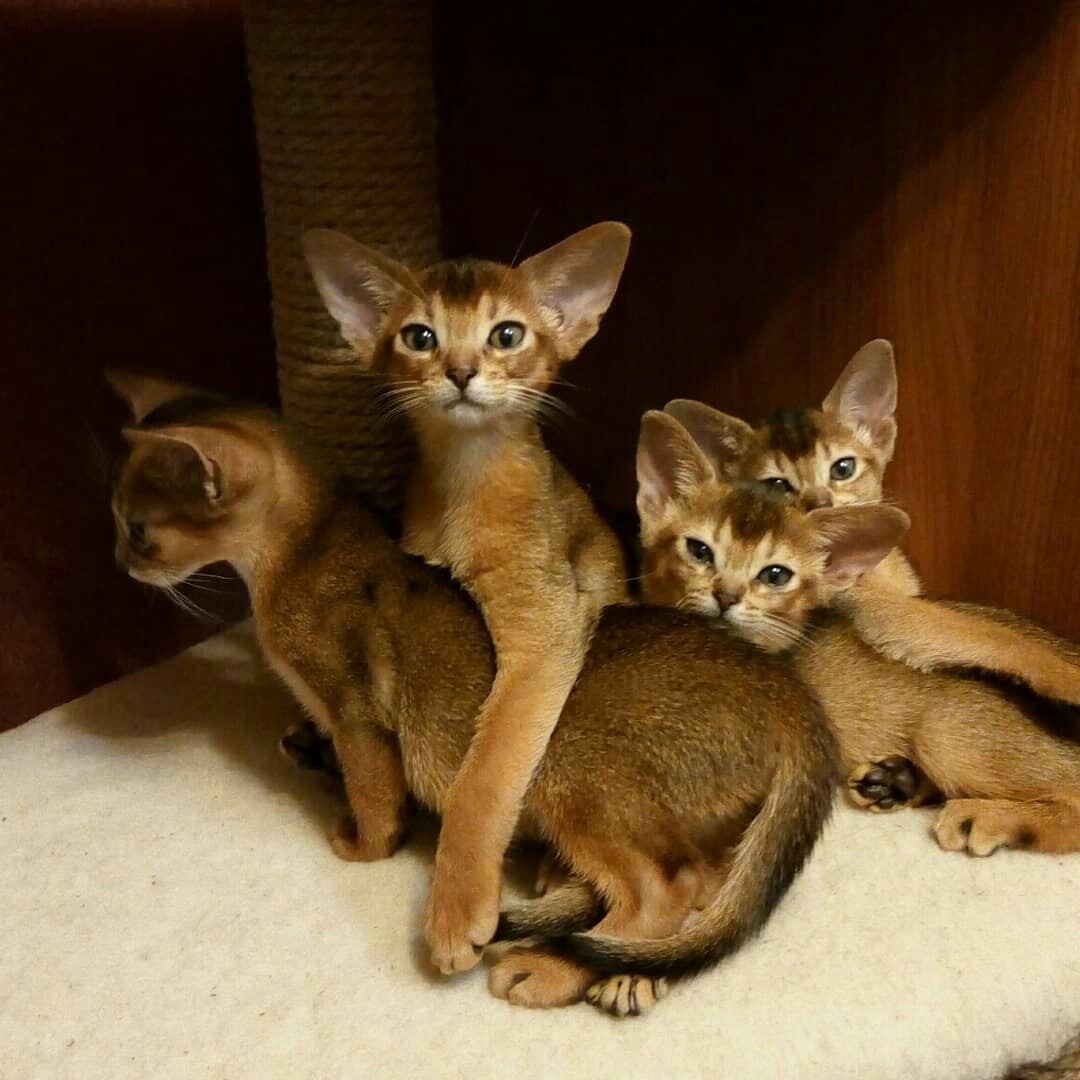 Catband is growing up :) - My, Kittens, Abyssinian cat, , Cat breeds, cat