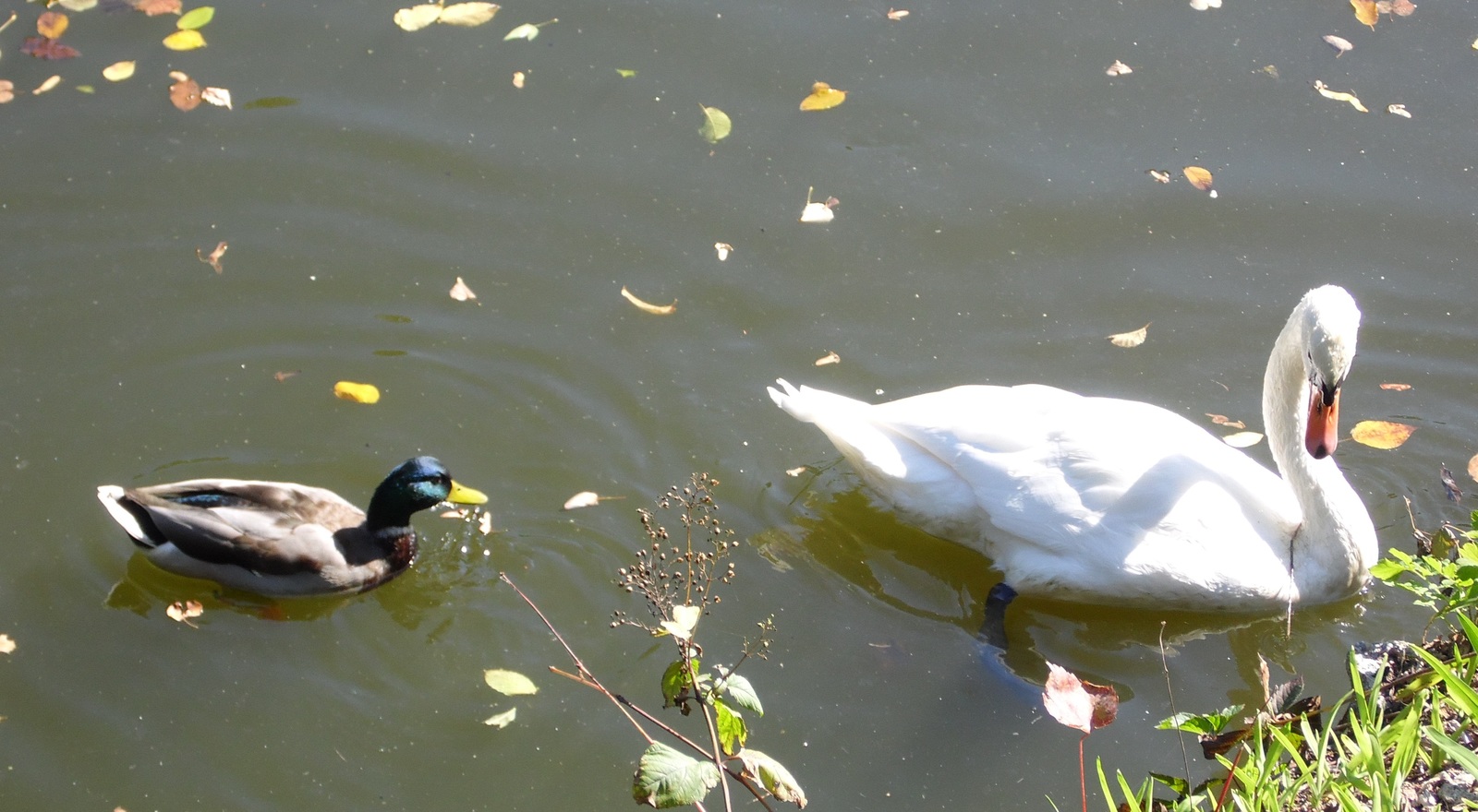 Sofievsky park in Uman. - My, Tourism, Uman, , Longpost