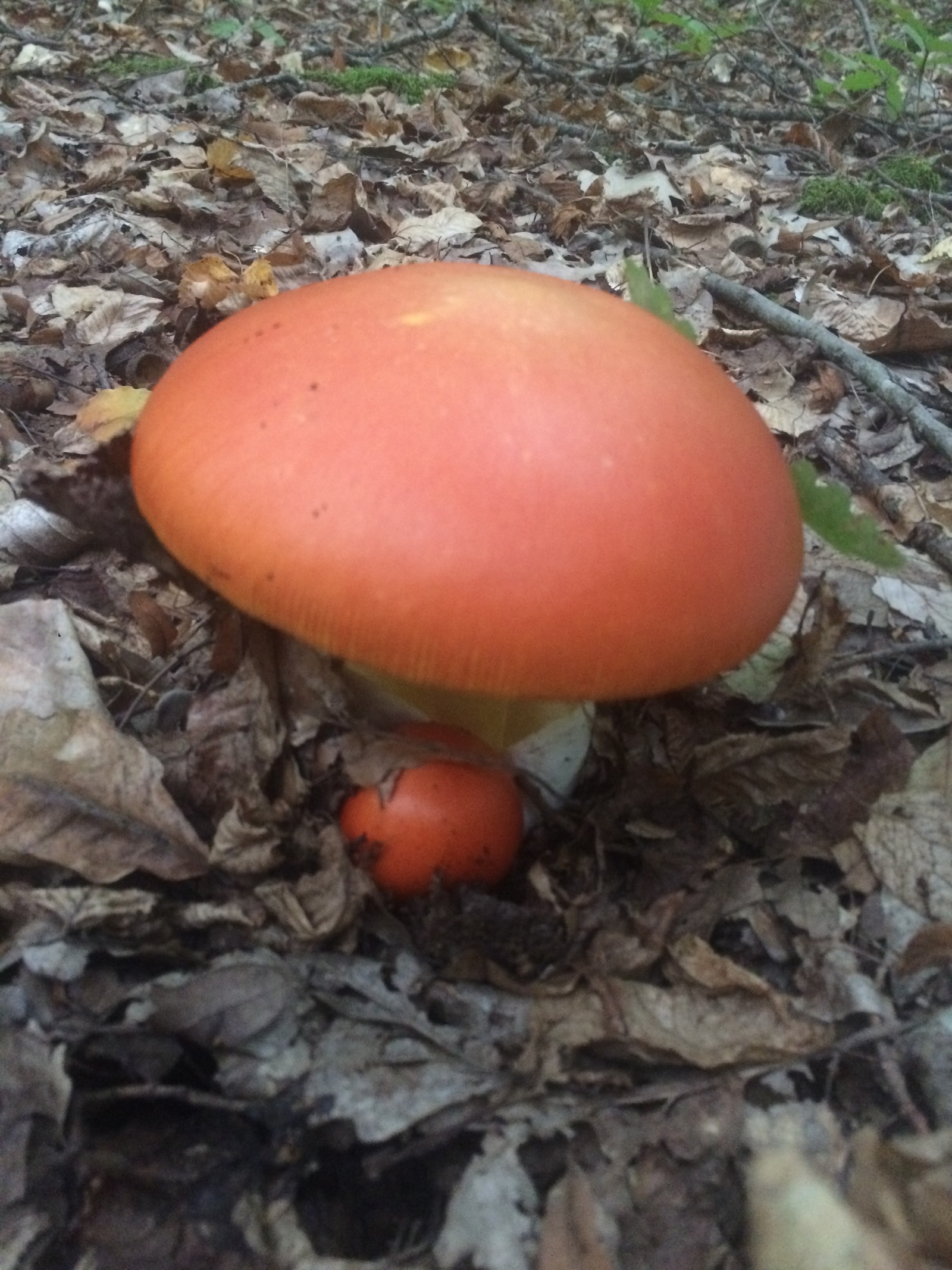 Mushrooms near Krasnodar. - My, My, Mushrooms, Silent hunt, Krasnodar, Longpost