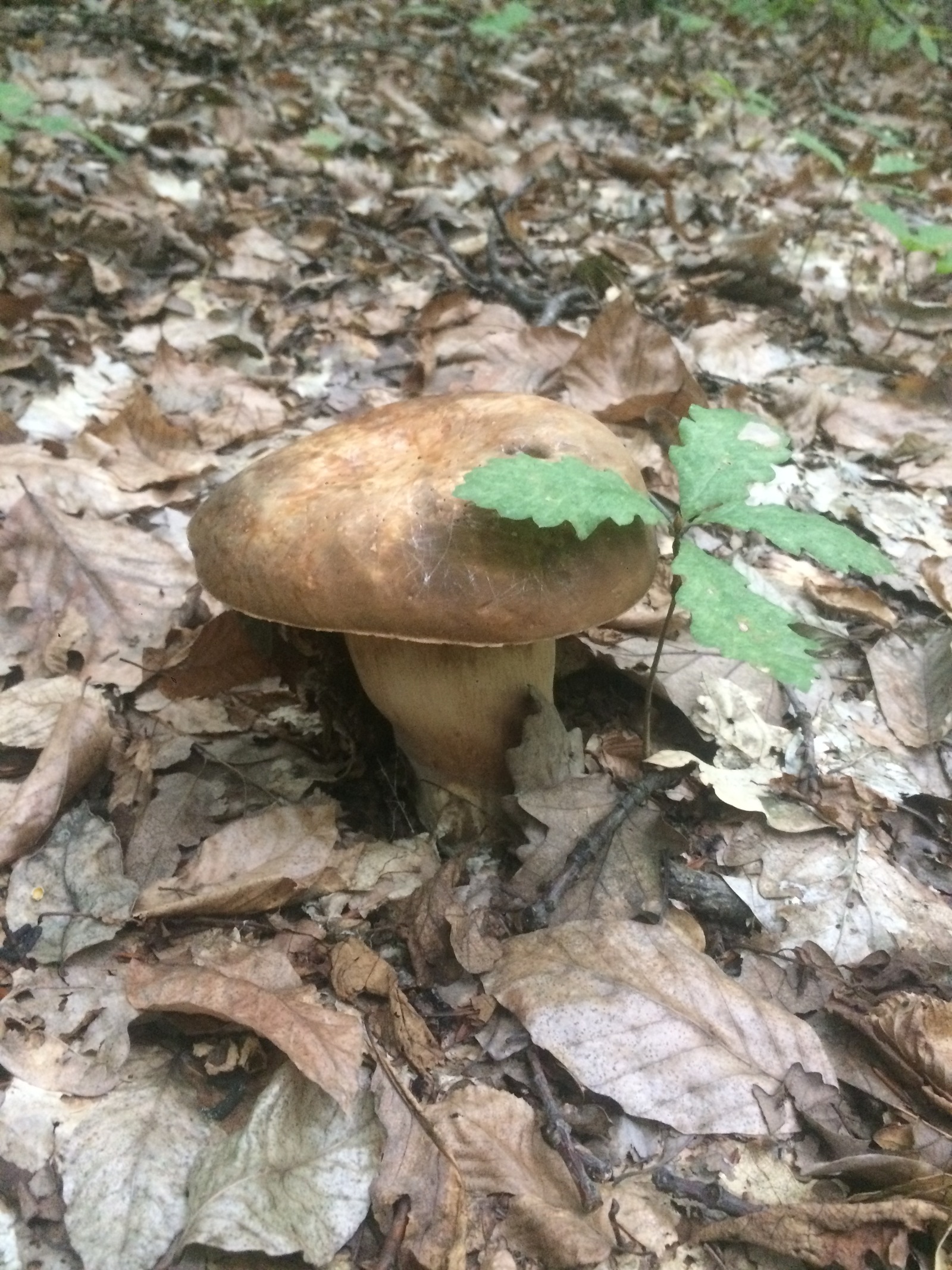 Mushrooms near Krasnodar. - My, My, Mushrooms, Silent hunt, Krasnodar, Longpost