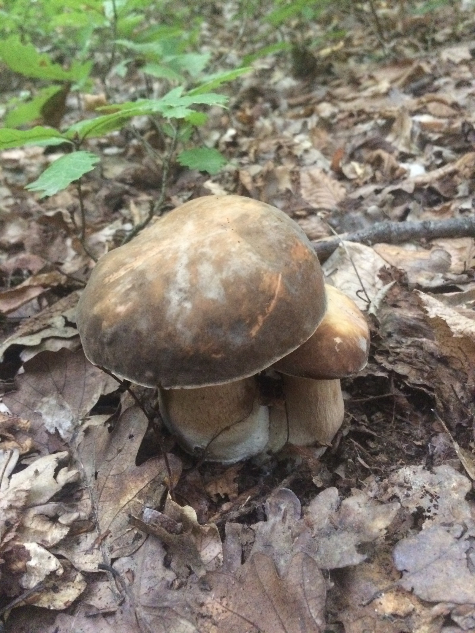 Mushrooms near Krasnodar. - My, My, Mushrooms, Silent hunt, Krasnodar, Longpost