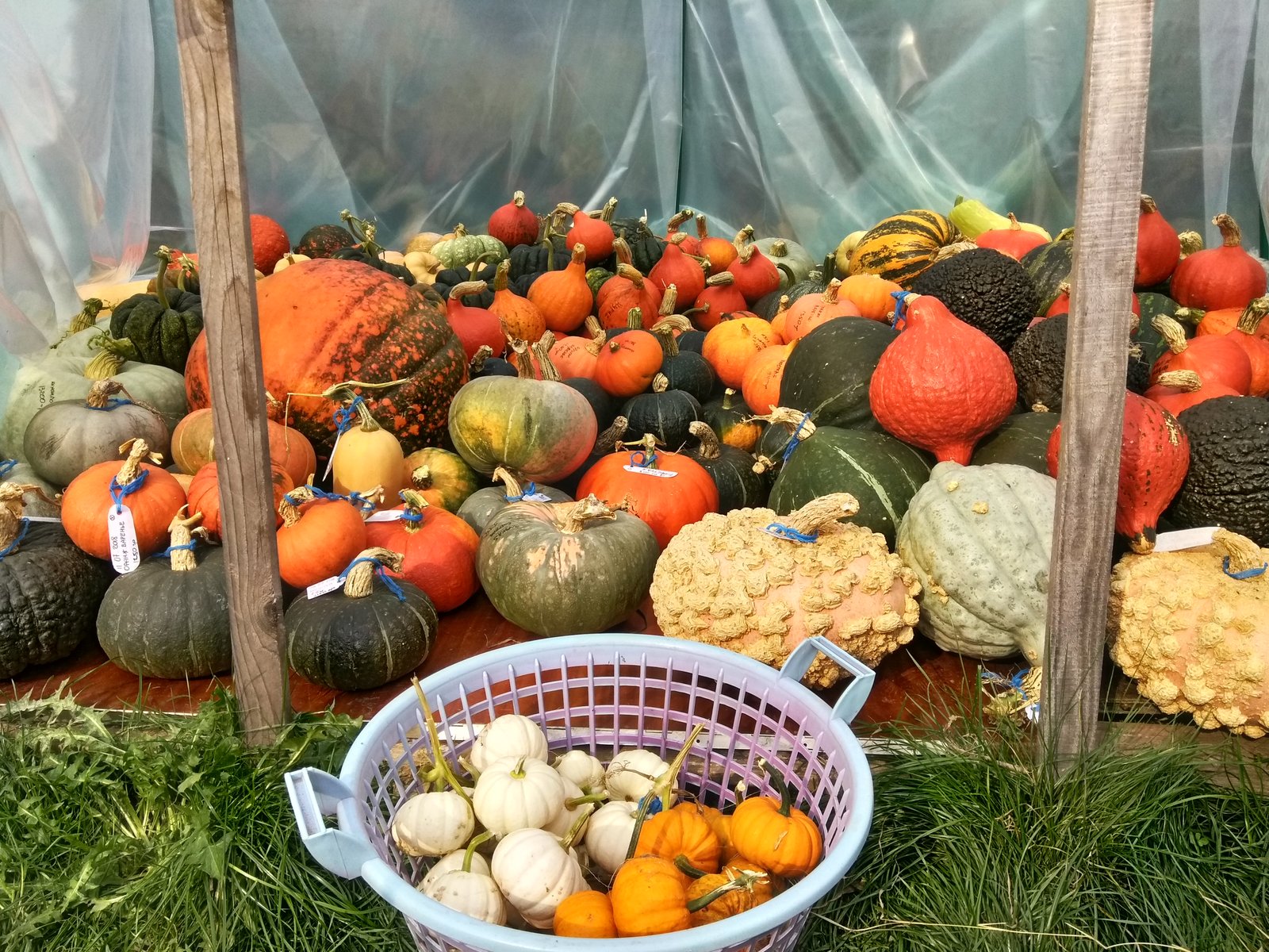 Autumn. - My, Hobby, Pumpkin, Harvest, The photo, Longpost