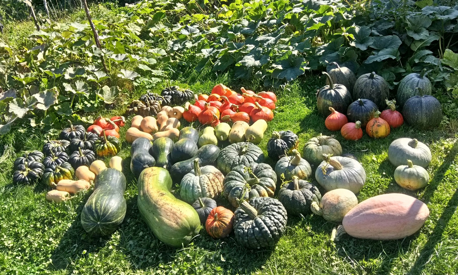 Autumn. - My, Hobby, Pumpkin, Harvest, The photo, Longpost