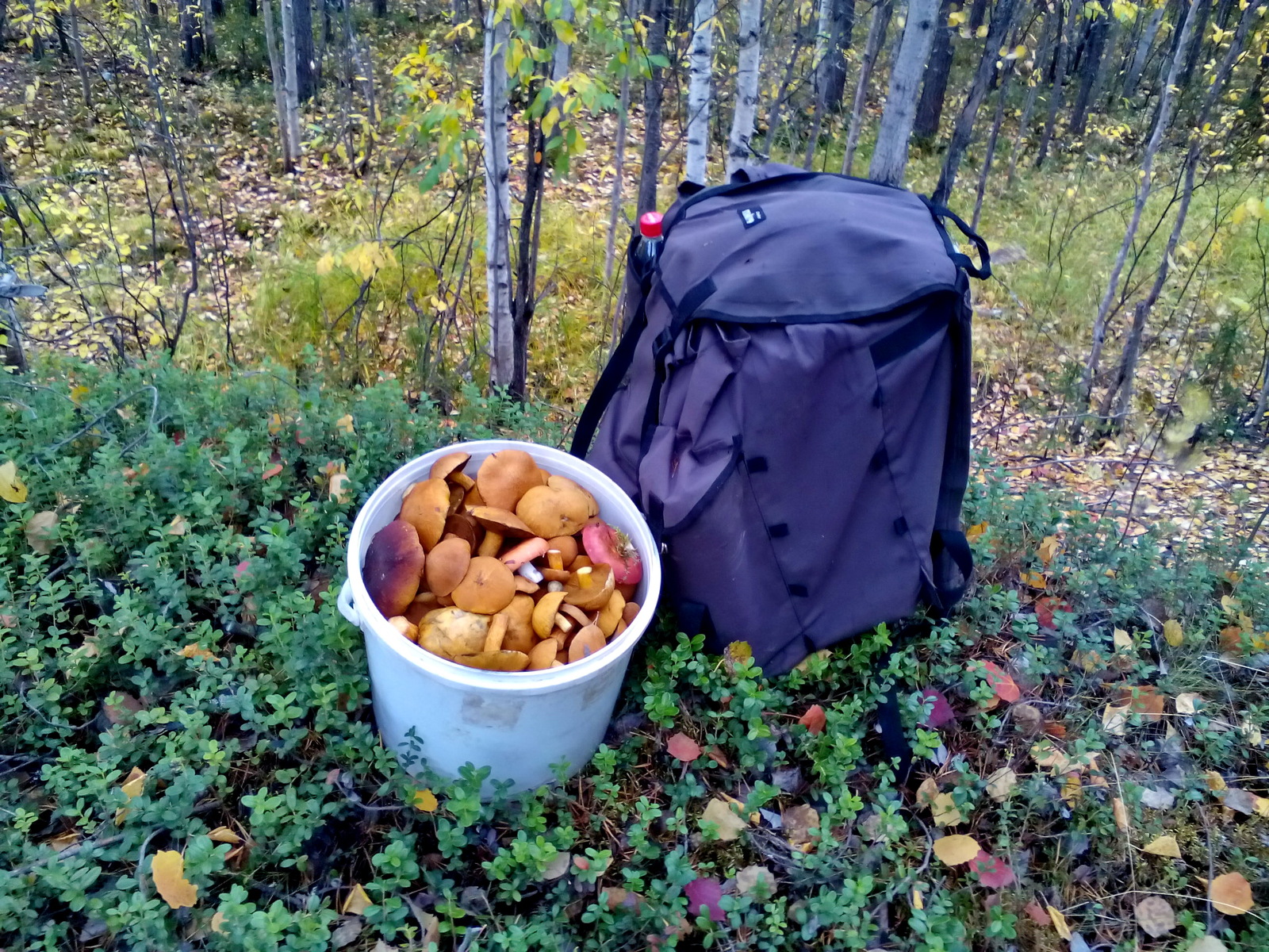 An hour-long walk in the woods sometimes ends like this - Mushrooms, Forest, Autumn