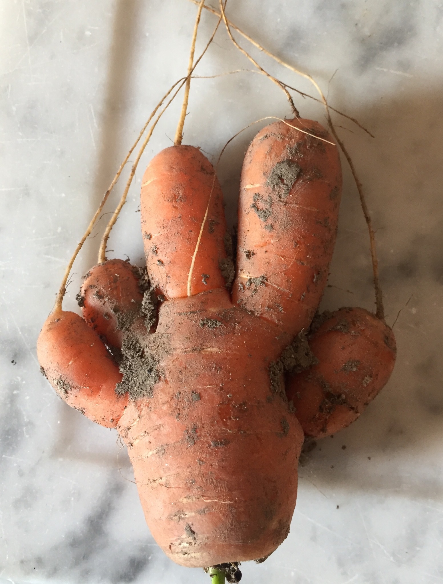 High five! - My, Carrot, , That grew