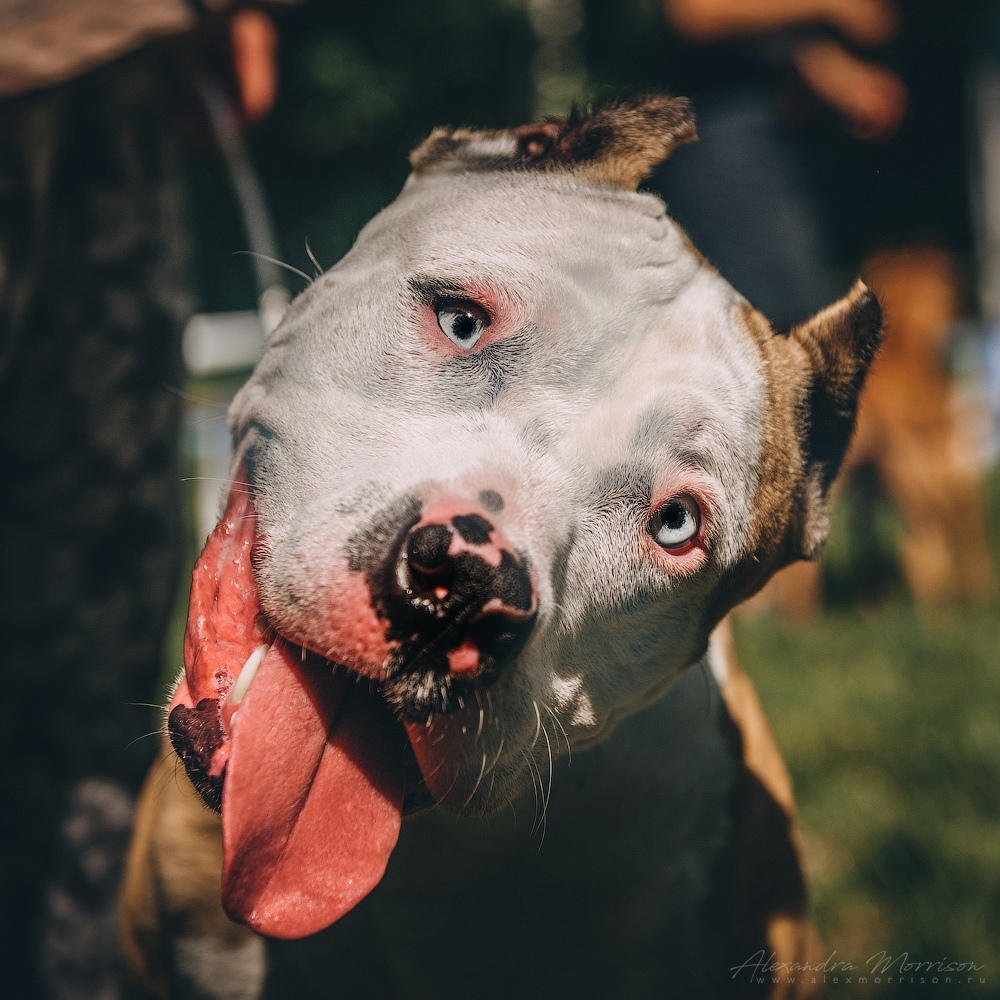 Blue-eyed - My, Dog, Friend of human, Pet, Pitbull, , Longpost, Pets