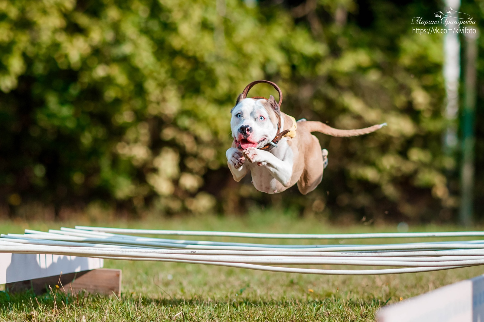 Blue-eyed - My, Dog, Friend of human, Pet, Pitbull, , Longpost, Pets