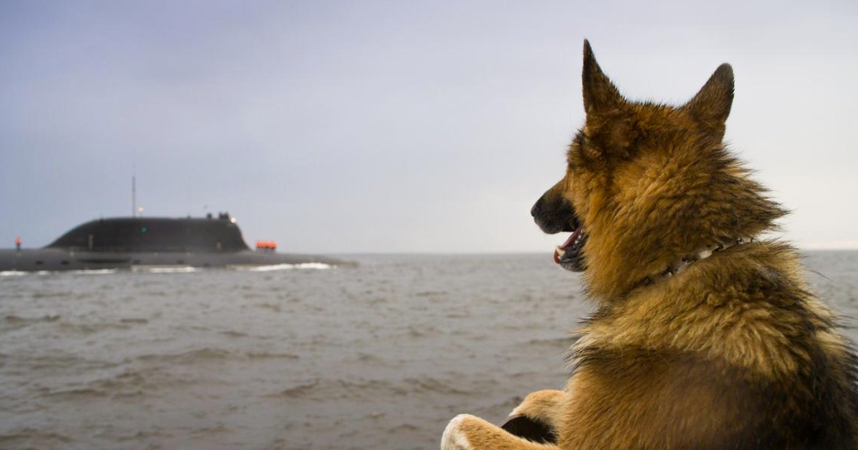 Sees off. - Dog, Submarine, Water, Severodvinsk