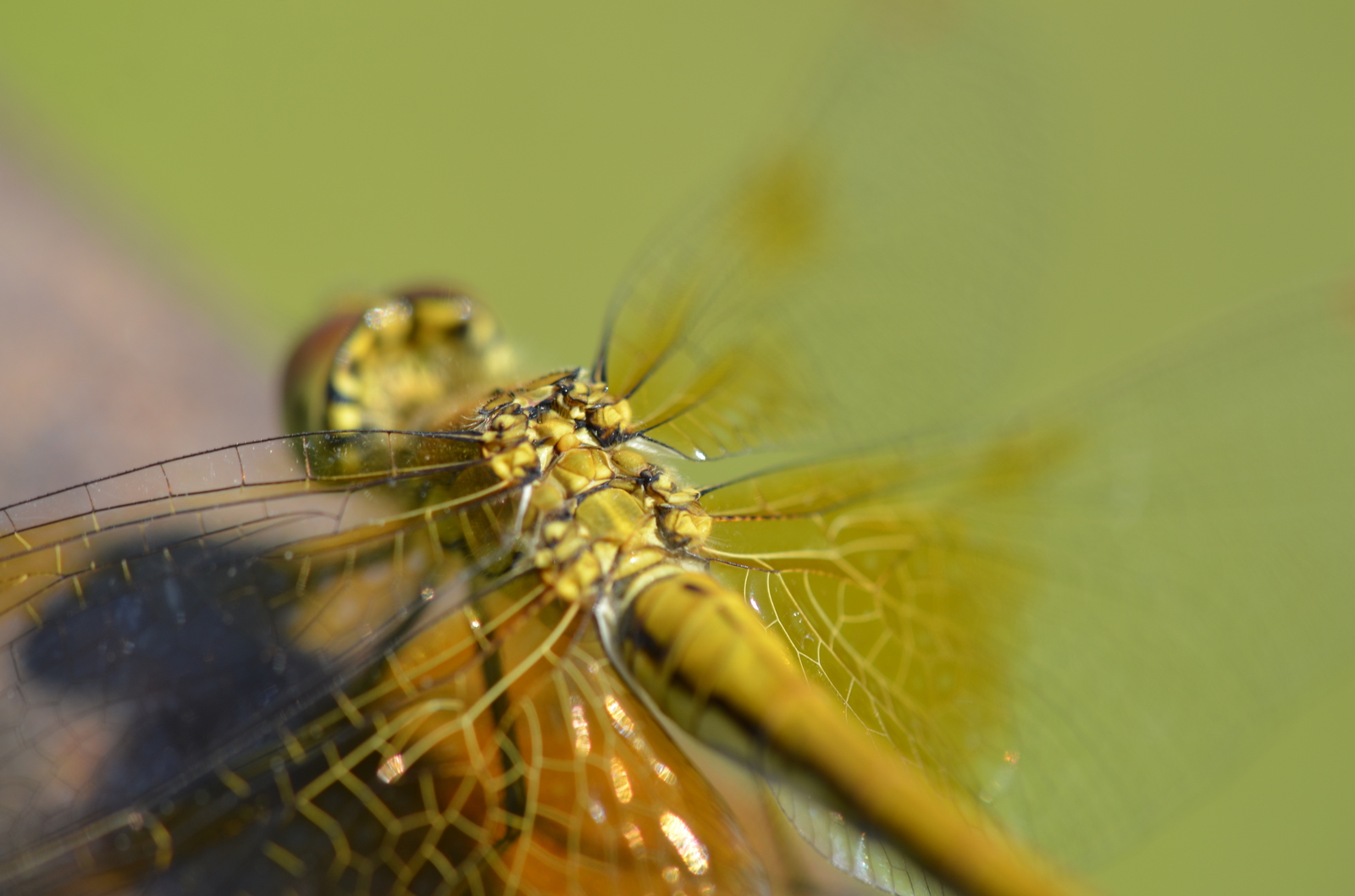 Dragonfly - My, Dragonfly, The photo, Insects, Macro photography, Light