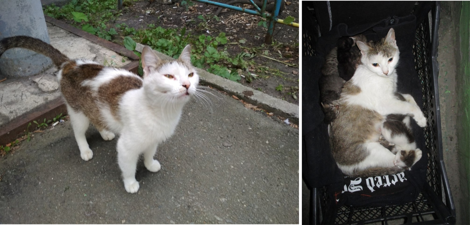 Shelter animals before and after part 2 - My, Animal shelter, cat, Homeless, Chelyabinsk, Kittens, Sadness, Longpost