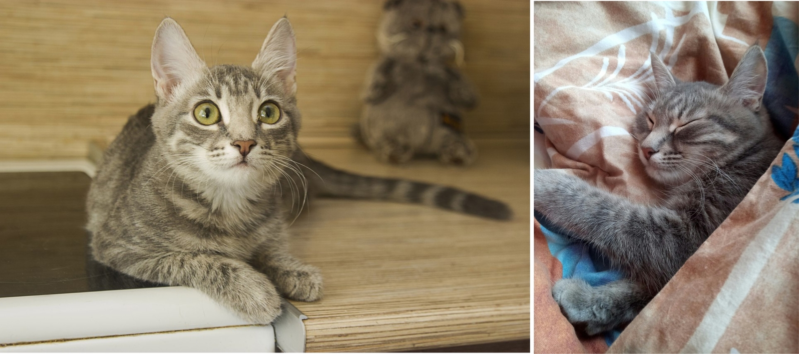 Shelter animals before and after part 2 - My, Animal shelter, cat, Homeless, Chelyabinsk, Kittens, Sadness, Longpost