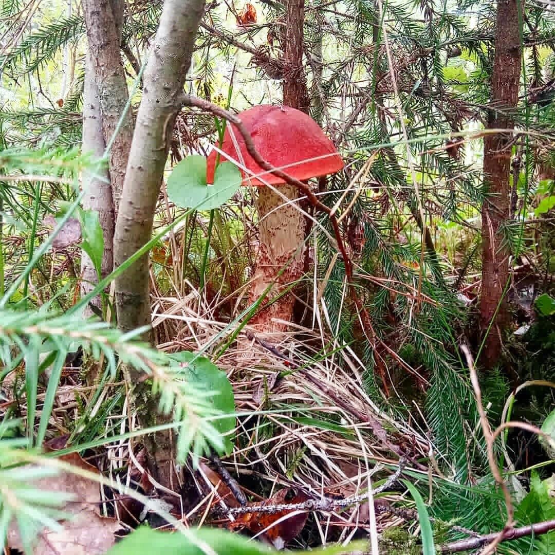 Mushrooms. - My, Mushrooms, My, Leningrad region, Longpost