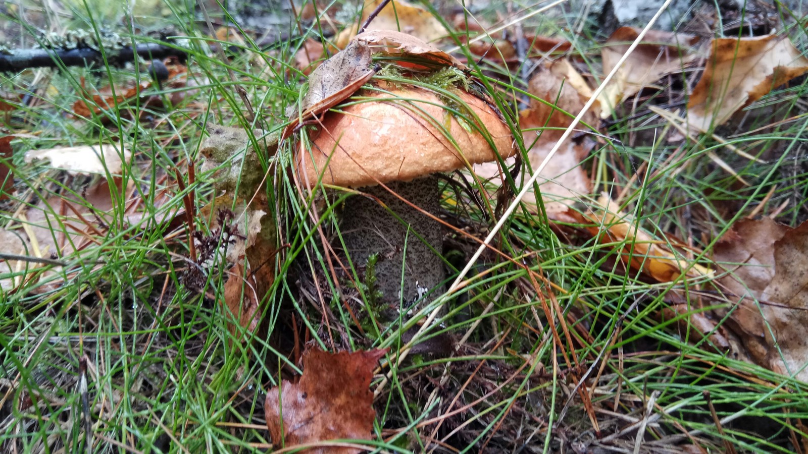 Mushrooms. - My, Mushrooms, My, Leningrad region, Longpost