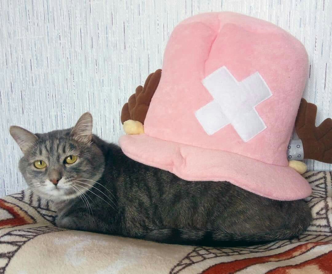 snailcote - My, cat, Hat, Vanpis!, Tony Tony Chopper, Happy