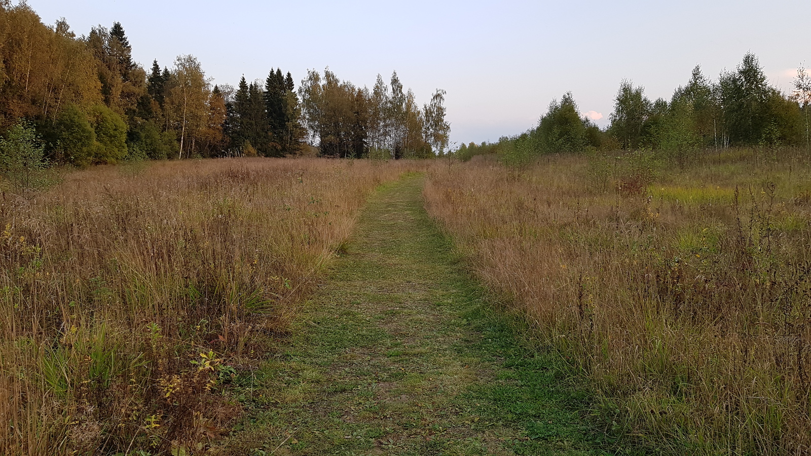 I looked into the Moscow region forest ... - My, , , , A bike, Nature, Forest, Weather, Longpost