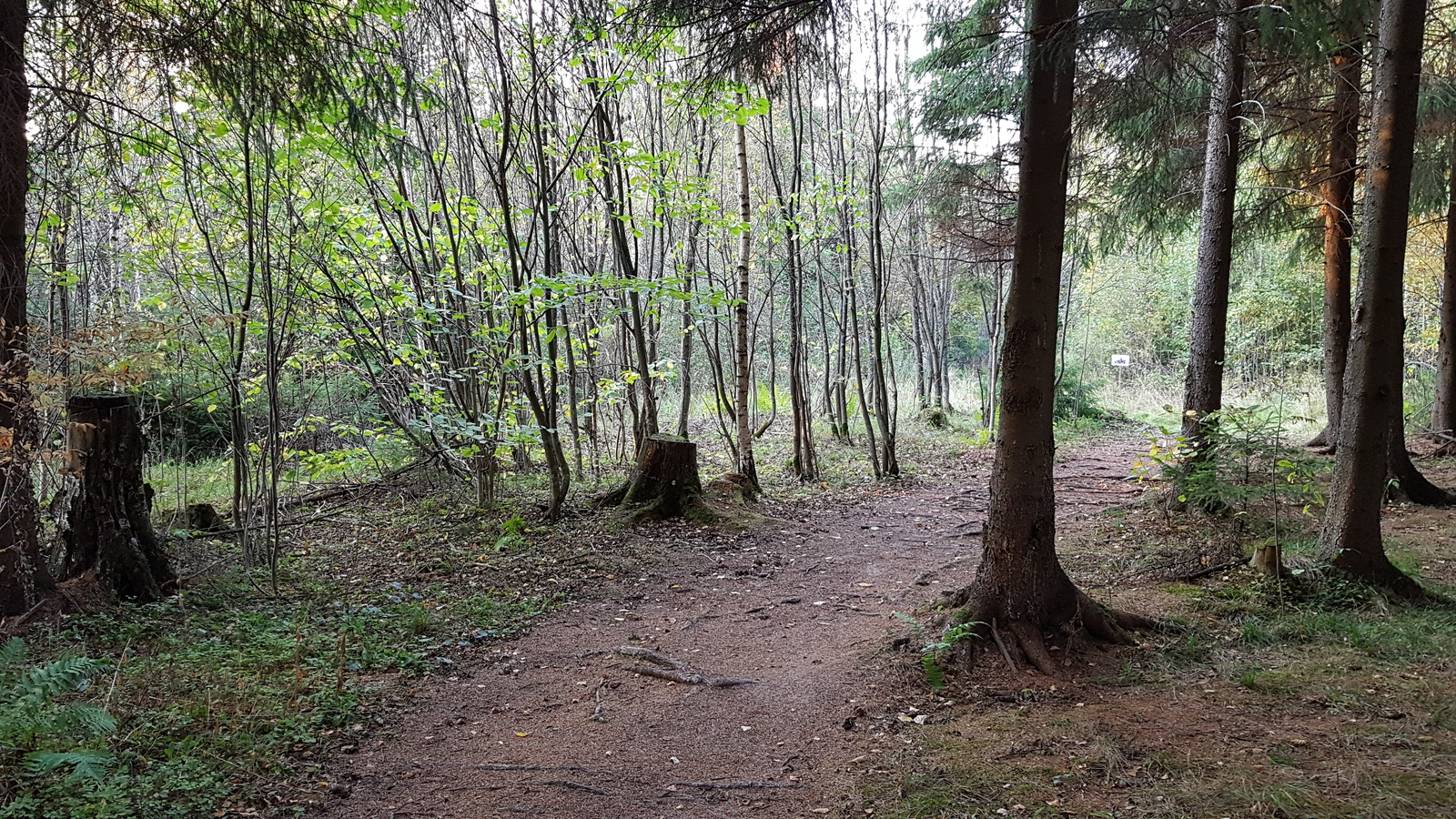 I looked into the Moscow region forest ... - My, , , , A bike, Nature, Forest, Weather, Longpost