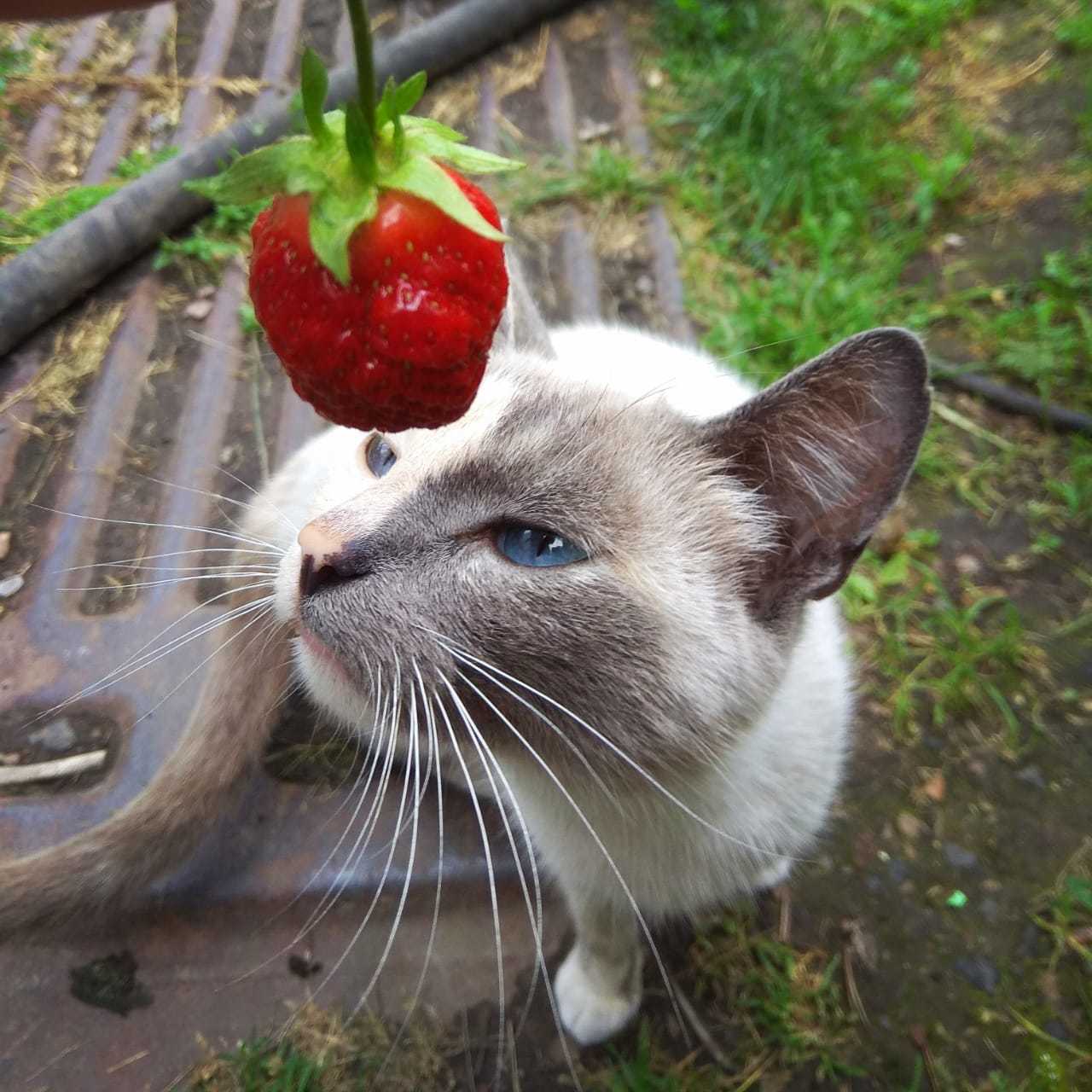 Milota from the village - My, Catomafia, cat, Summer, Village, Berries, Strawberry, Milota, Pets, Strawberry (plant)