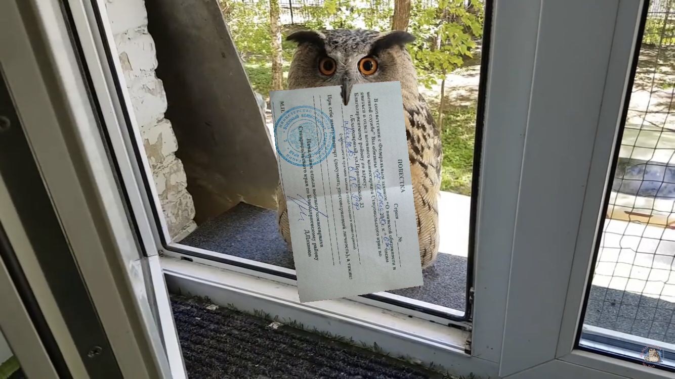 When you're waiting for a letter from Hogwarts - My, Owl, Hogwarts, Letter, Agenda