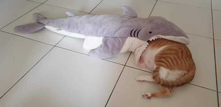 Out of old habit - cat, Sleeping place, Dream, Shark, Soft toy