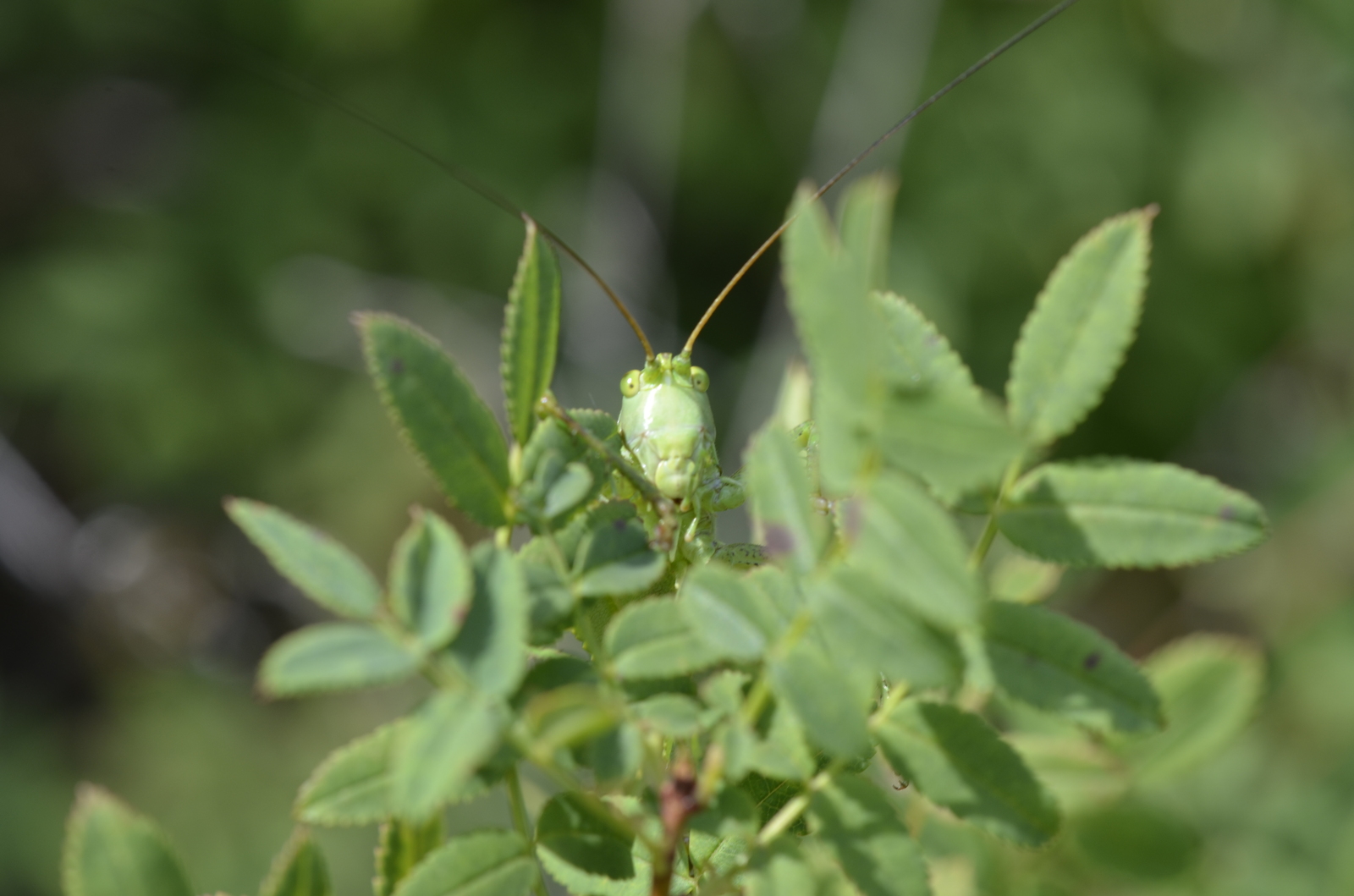 My best photo of this year - My, Insects, Macro photography, Nature