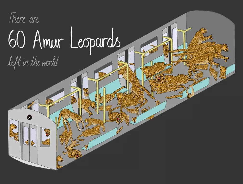 60 Far Eastern leopards in a subway car - Animals, Red Book, Infographics, Longpost, Images